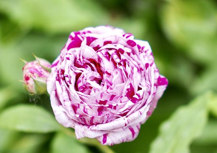 【首发】古老月季