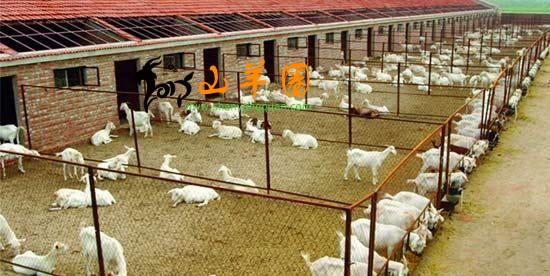农村养羊羊圈设计图羊圈建设设计图