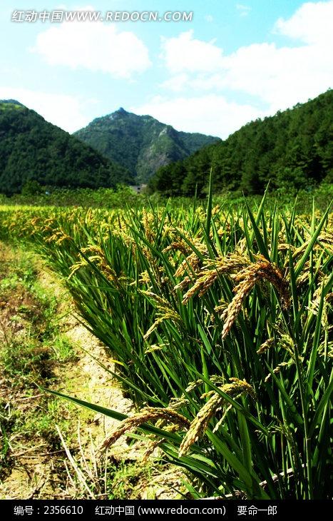 熟透了的稻子