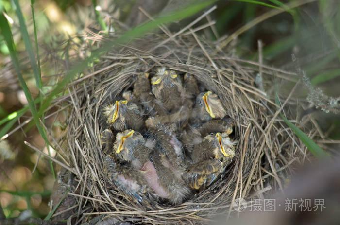一只宋画眉(turdusphilomelos)的五只雏鸟在它们的自然栖息地.