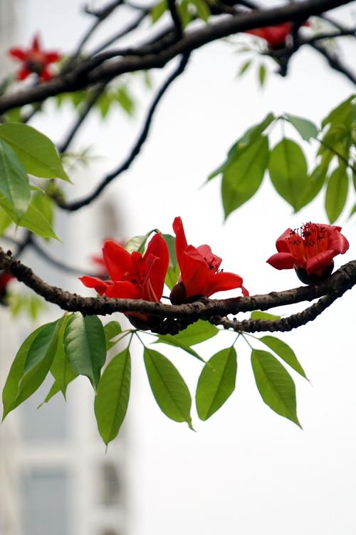 木棉的叶子茂盛以后,木棉花就逐渐陨落,到了初夏,能看到的只有满树