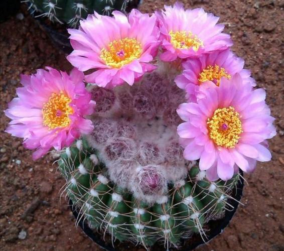 养4种仙人球很容易就能开花花朵真美丽