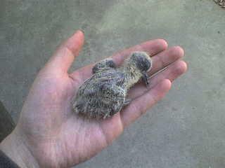 那个谁我是小乔