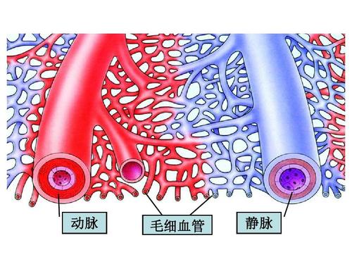 动脉 毛细血管 静脉