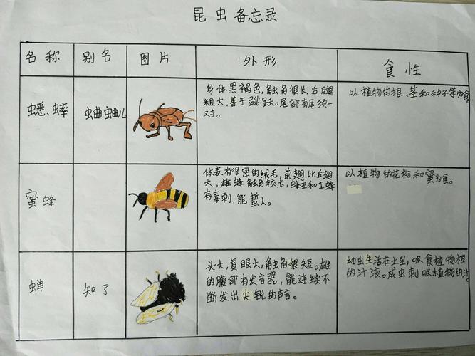 《昆虫备忘录》三年一班
