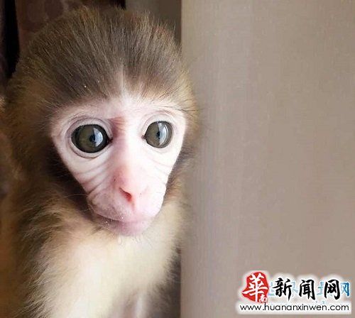 日本袖珍石猴脾性最猛的它,饲养须知很危险!