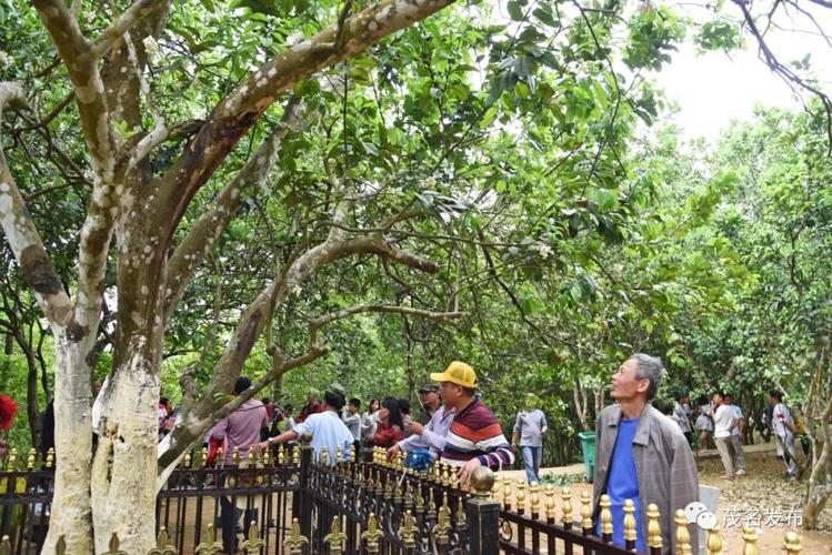 茂名:10万亩橘红花开,化州三地同启"云赏花"!