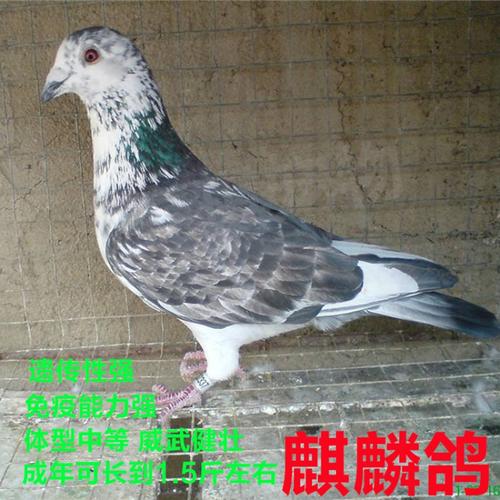 【京东推荐】鸽子活一对鸽子小鸽可繁殖信鸽观赏鸽肉鸽笼养养殖家养