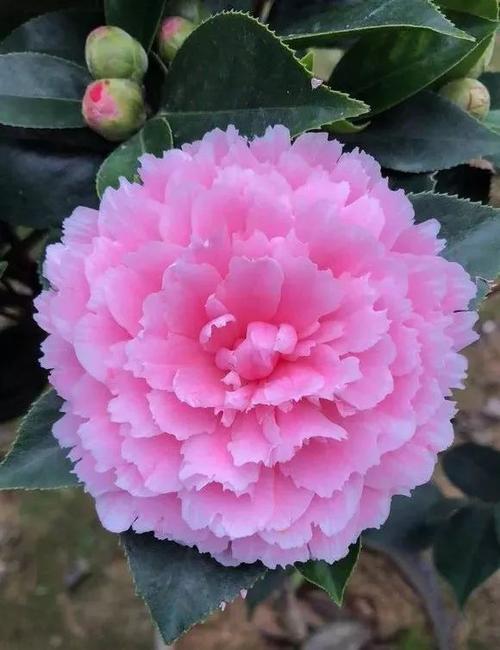 首页 茶花  53.夏威夷 54.新世纪 55.绣球 56.姚黄魏紫 57.依莲贝蒂