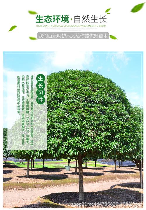 【产品名称】:桂花树 【品       牌】:东湘苗圃 【叶色色系】:绿色