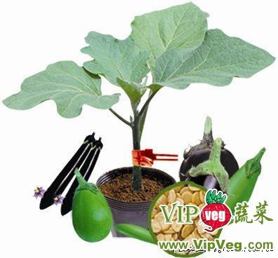 供应嫁接茄子野生砧木—砧木种子