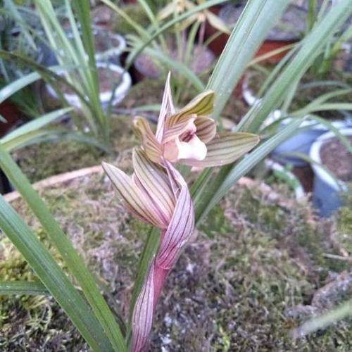 贵州毕节豆瓣兰 下坡豆瓣红草红素带香味出3组,量不多,要的老板抓紧
