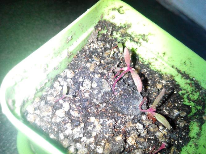 我在网上订的种子,这个是食虫草么,请专家辨认一下,谢谢.