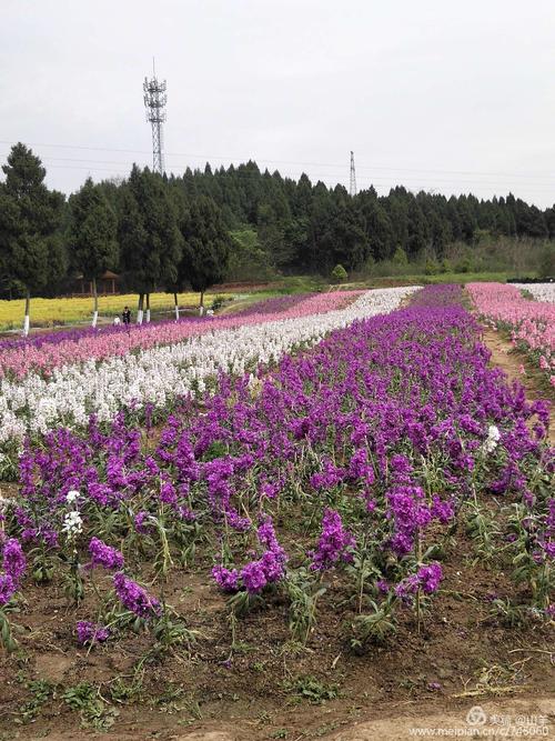 俺三人游览了绵阳杨家镇国际香草园 2019.3.31