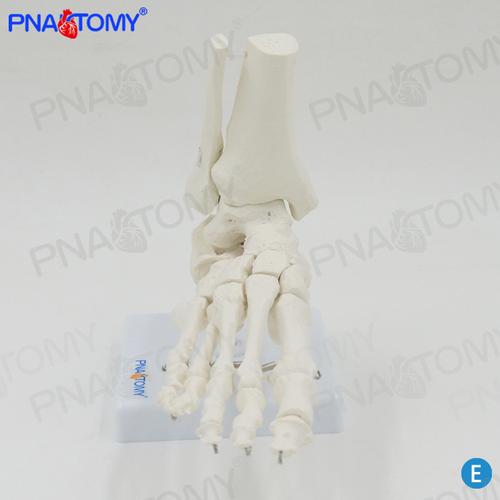 脚关节模型 踝关节模型 足骨模型 自然大脚骨模型 脚模型