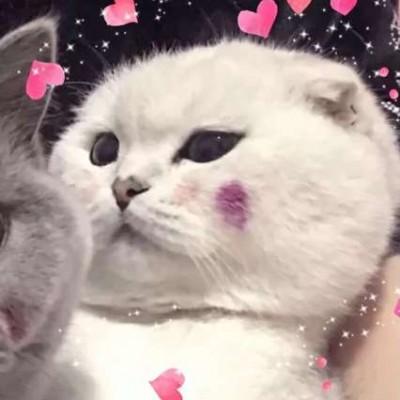 草莓粥:猫咪情侣头像
