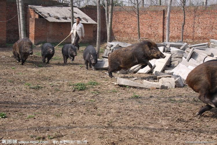 野猪图片