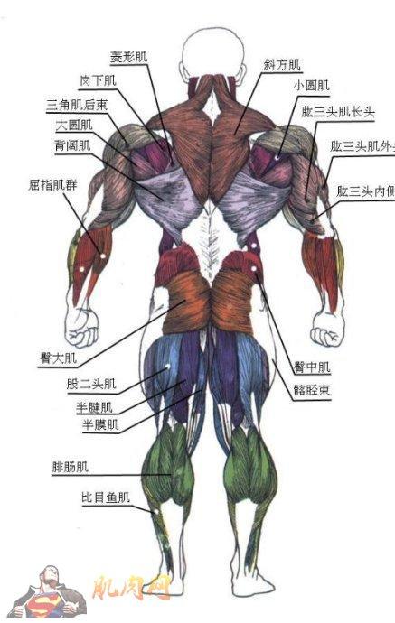 背部肌肉锻炼教程讲解