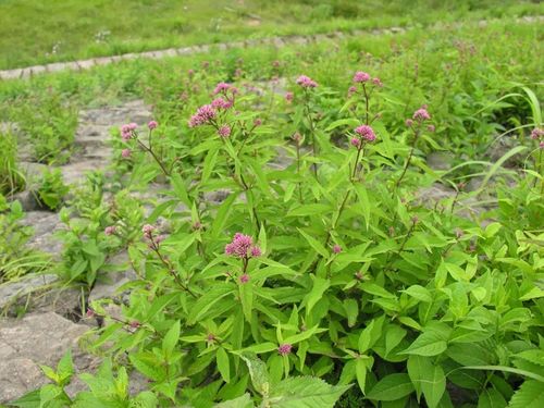 大麻叶泽兰(生境)