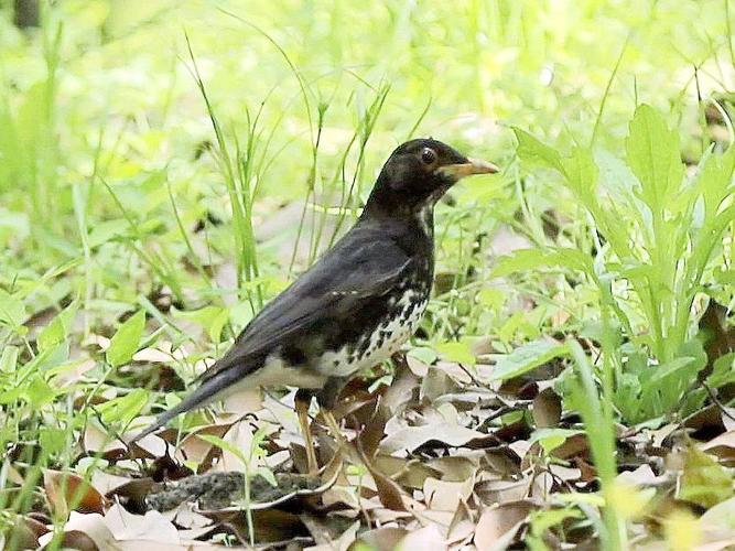冬候鸟怀氏虎鸫 zoothera aurea冬候鸟白眉鸫 turdus obscurus冬候鸟