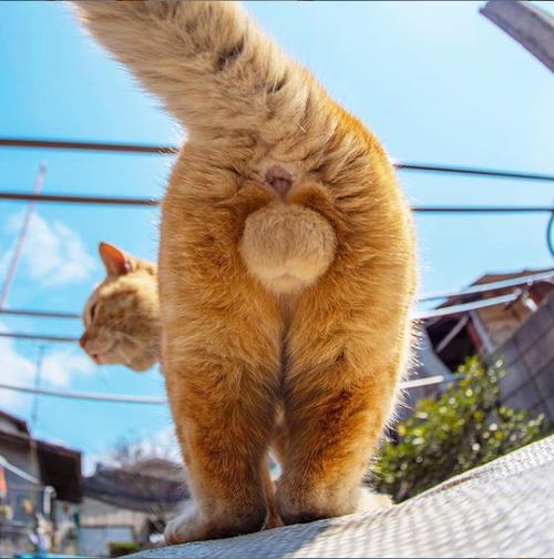 可爱的猫蛋蛋写真集