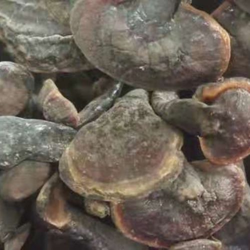 贵州省布依族苗紫灵芝产于高寒地区价格为一斤价格