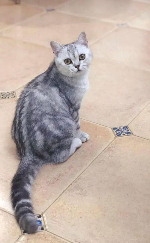 布偶和美短交配,生出了一只土猫!医生断定:绝无出轨