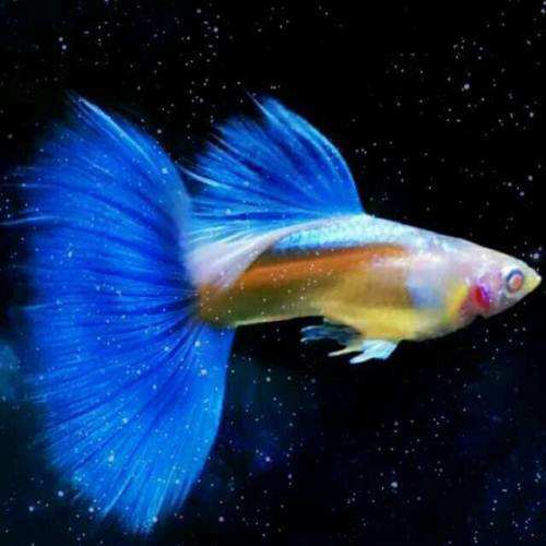 孔雀鱼图片观赏鱼图片