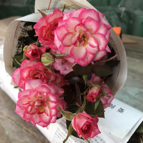 新品微型月季旋转木马玫瑰盆栽花卉