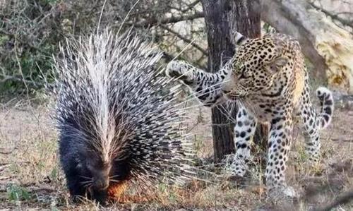 花豹捕食豪猪的危险:杀敌一千自损八百,花豹偶尔也会被豪猪反杀