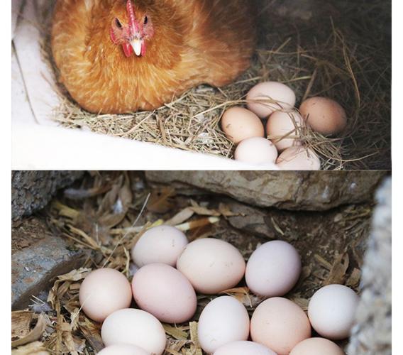 【中华特色馆】睢宁馆草鸡蛋 农家散养 山上散养土鸡蛋10只装 正宗