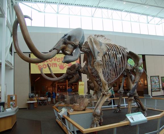 哥伦比亚猛犸象