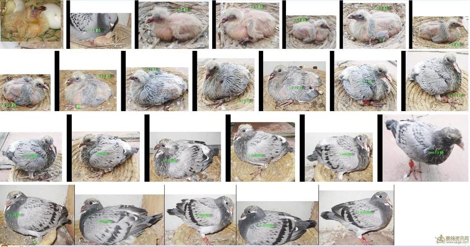 幼鸽成长图