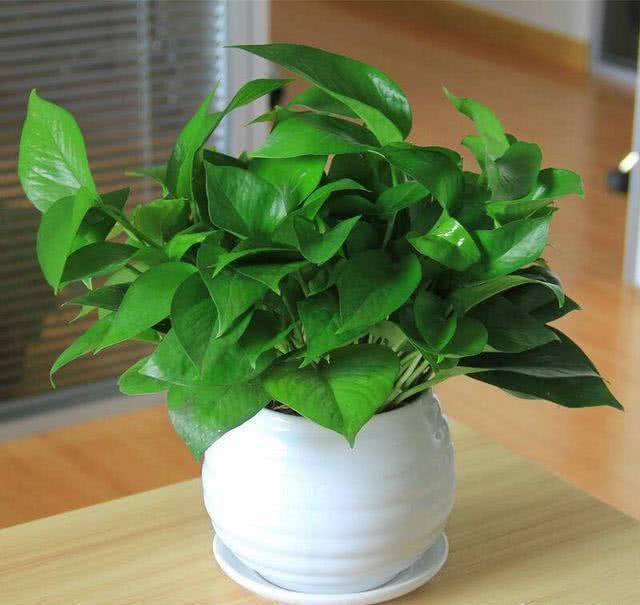 水培植物以其干净卫生,养护简单等特点,逐渐走入人们的生活.