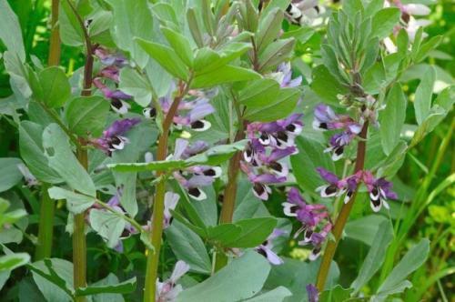 有蚕豆花的路上讲爱情故事与可爱的狗狗_酬劳_小狗_小