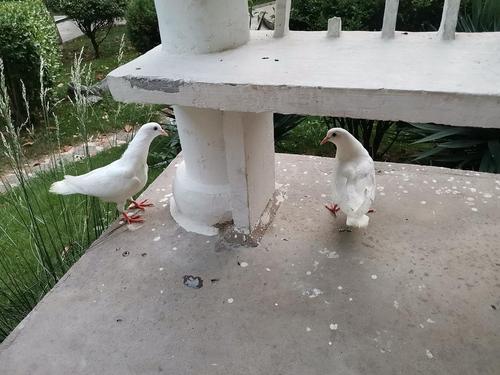 放生两只小鸽子