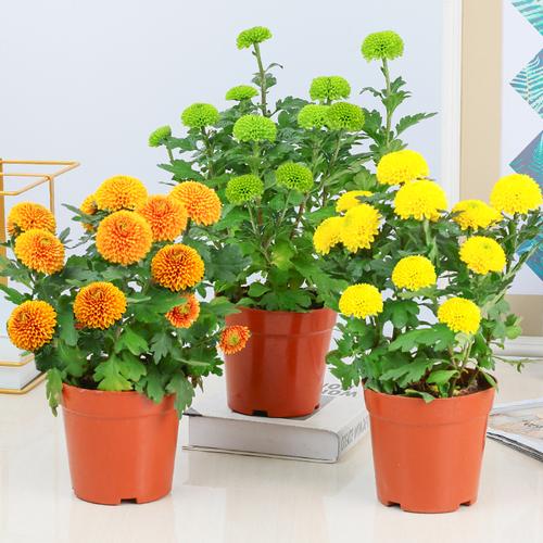 植物乒乓盆栽重瓣球形菊花花苗室内阳台开花花卉