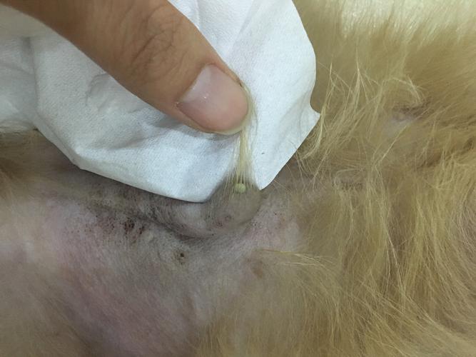 尿道可见黄白色分泌物