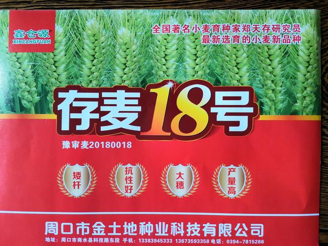 存麦18,株高70公分,铁杆,半冬性,早熟.