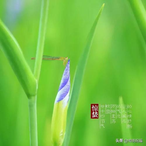惊蛰快乐春天最美的祝福送给您