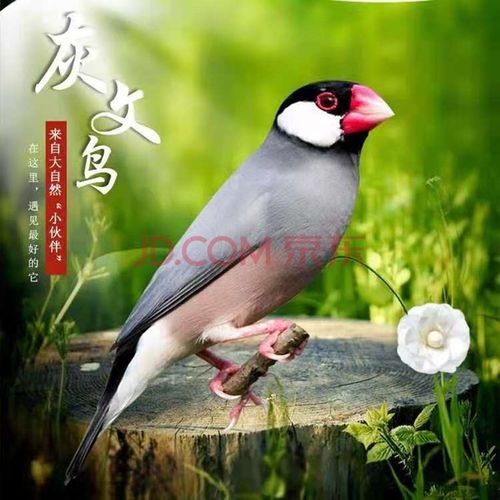 纹鸟活体宠物观赏鸟灰文白文七彩鸟活体宠物家养观赏鸟活物金背高彩鸟