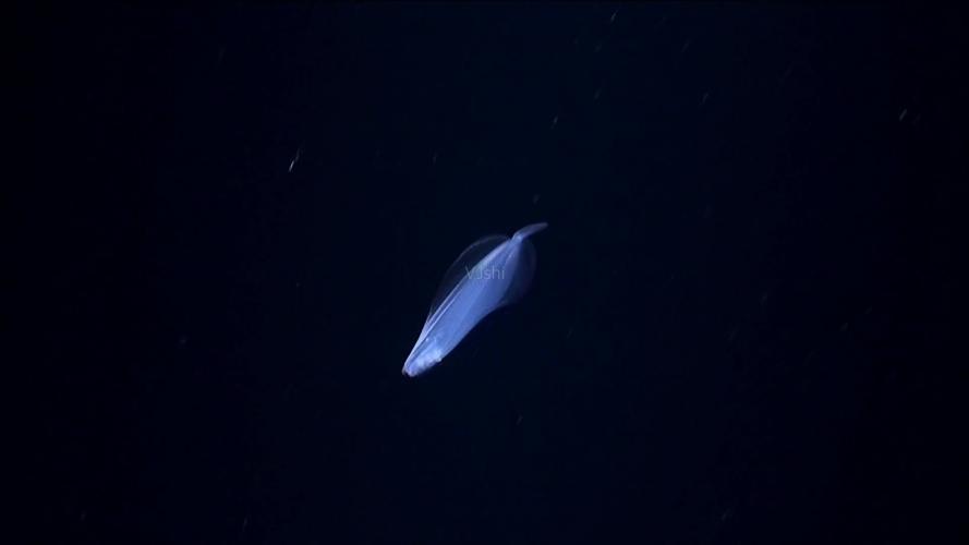 深海海洋生物透明生物发光生物