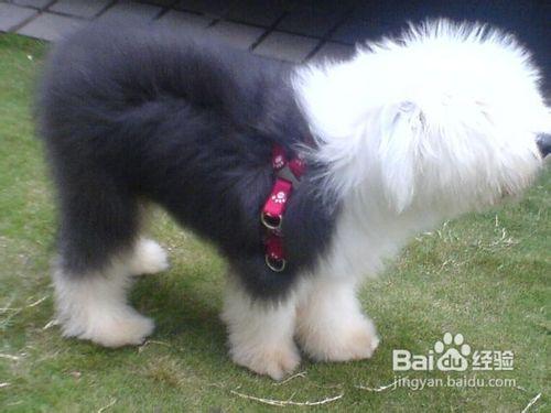 古牧犬怎么养