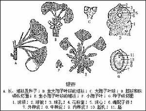 > 查看版本  银杏纲 - 形态特征 落叶乔木,枝有长枝和短枝之分.