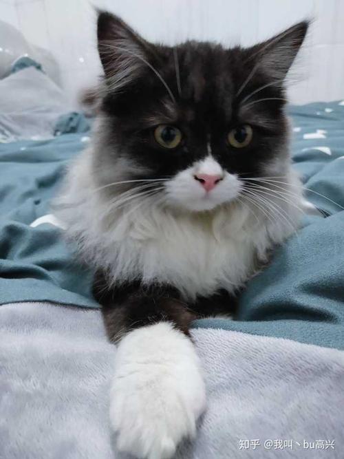 有人试过布偶猫和蓝猫配种的吗?