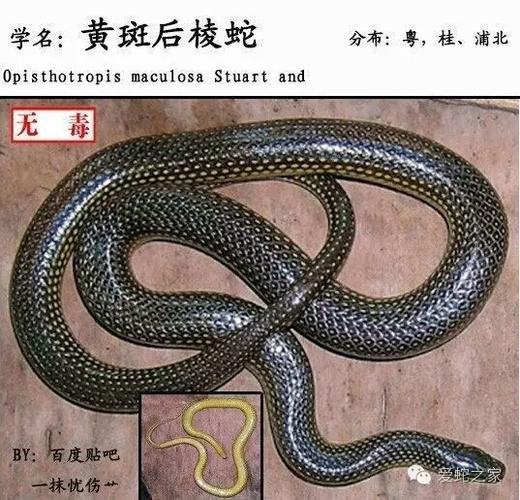 中国蛇类图鉴及名录2017(中)