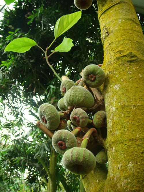木瓜榕,桑科榕属,果实接在老干上,熟后红褐色,是野果中的上品.