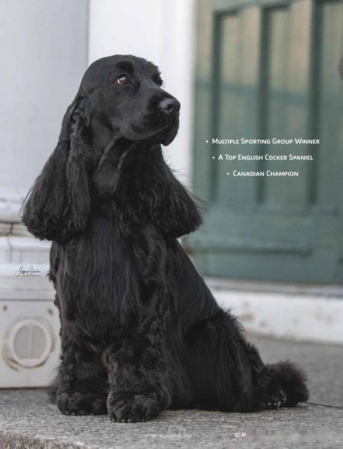 每日一王者"bentley"——漂亮出众的美国akc英国可卡獚犬公犬no1