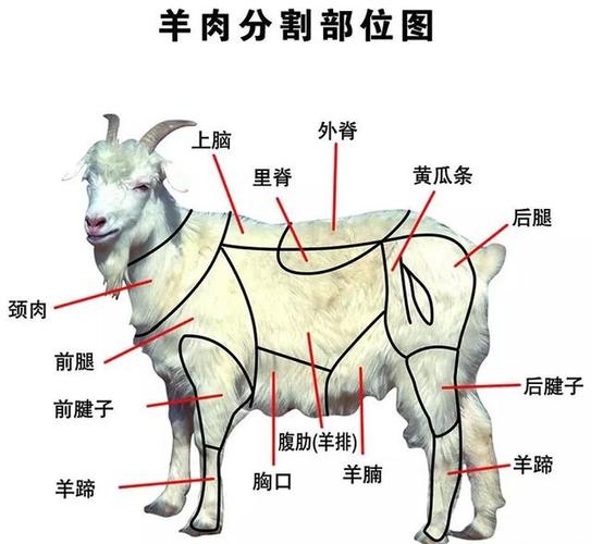 懂吃的人买羊肉,专买羊肉的这3个部位,是羊中三宝