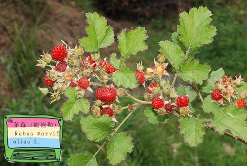 蛇泡簕是蔷薇科植物悬钩子属茅莓rubus  parvifolius  linn